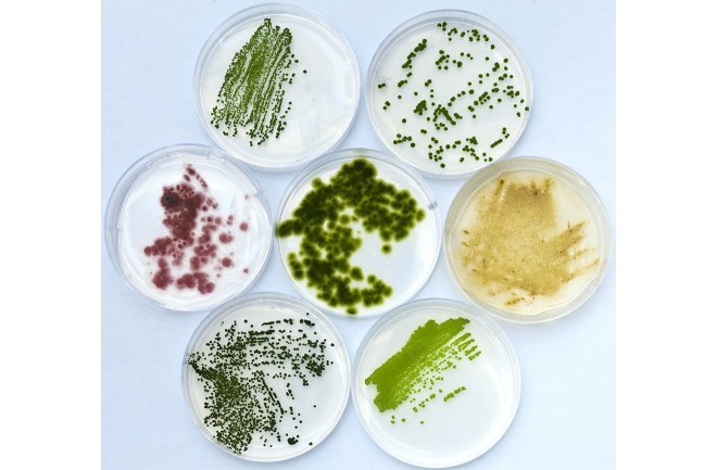 Algae blooms and our drinking water. 7 Algae 2