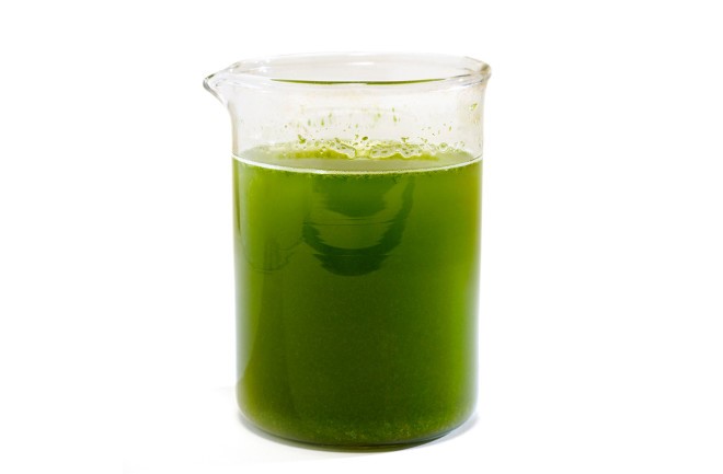 Algae blooms and our drinking water. 6 Algae